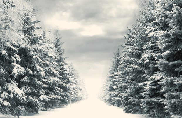 A snow-filled gap between two walls of frosted conifers