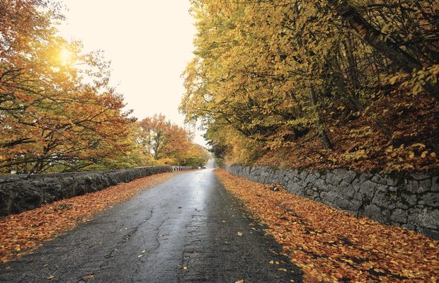 A wet road through beech woods, the verges deep in fallen leaves